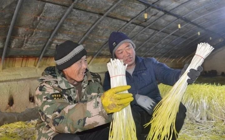 河北唐山蒜黄产业实现强村富民